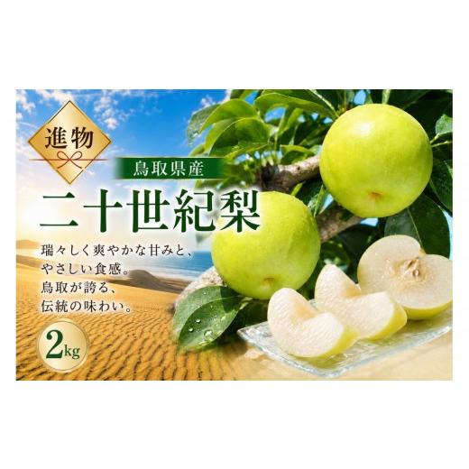 ふるさと納税 梨 鳥取県 北栄町 山根農園 二十世紀梨 2kg 2026年8月下旬以降発送