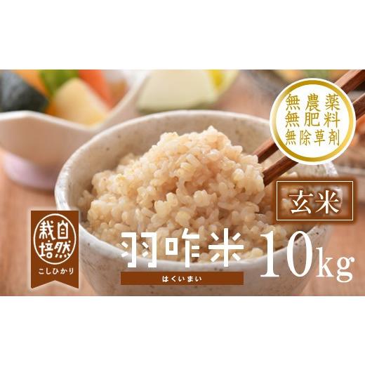 ふるさと納税 米 コシヒカリ 石川県 羽咋市 新米予約 先行予約 令和8年産 コシヒカリ 玄米 (10kg×1袋) <自然栽培米> 石川県産 こしひかり 数量限定 羽…