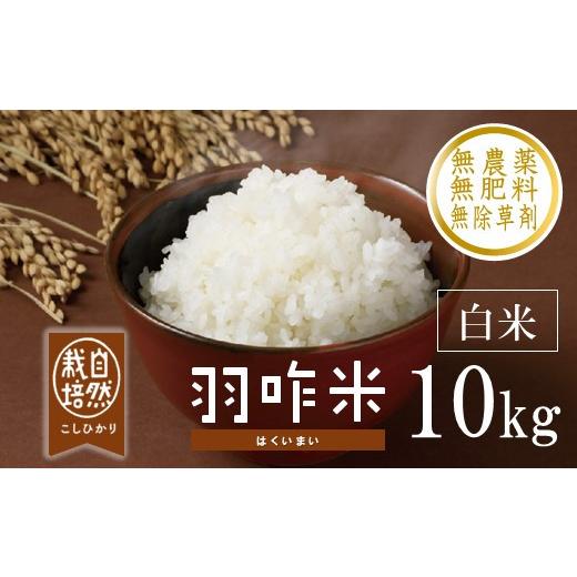 ふるさと納税 米 コシヒカリ 石川県 羽咋市 新米予約 先行予約 コシヒカリ 白米 10kg 令和8年産 石川県産 数量限定 1袋 白米 米 お米 こめ おこめ おコメ コメ…
