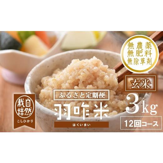 ふるさと納税 玄米 石川県 羽咋市 新米予約 先行予約 定期便 新米 コシヒカリ 3kg × 12回 計 36kg 玄米 自然栽培 数量限定 令和8年産 羽咋米 自然栽培米 玄米…