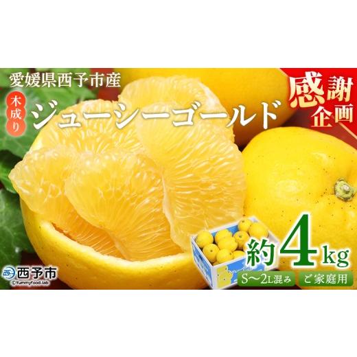ふるさと納税 果物類 みかん 愛媛県 西予市 感謝企画 木成り ジューシーゴールド(河内晩柑)ご家庭用 約4kg(S〜2L混合) 『2026年6月中旬〜8月中旬迄に順次…