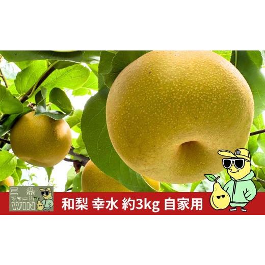 ふるさと納税 梨 新潟県 三条市 幸水 自家用 約3kg 令和8年度 冷蔵 新潟フルーツ 新潟県産 梨 三条ファームWIN