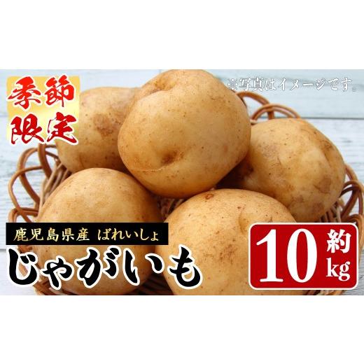 ふるさと納税 野菜類 じゃがいも 鹿児島県 阿久根市 先行予約受付中 2027年1月中旬以降順次発送予定 期間限定 ばれいしょ(10kg) 馬鈴薯 じゃがいも ジャガイ…