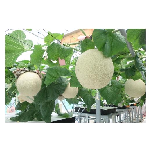 ふるさと納税 メロン メロン赤肉 青森県 つがる市 数量限定 縄文の煌めき レノンハート 赤肉メロン(2玉) 糖度14度以上|青森県産 青森 つがる ブランド 特産…