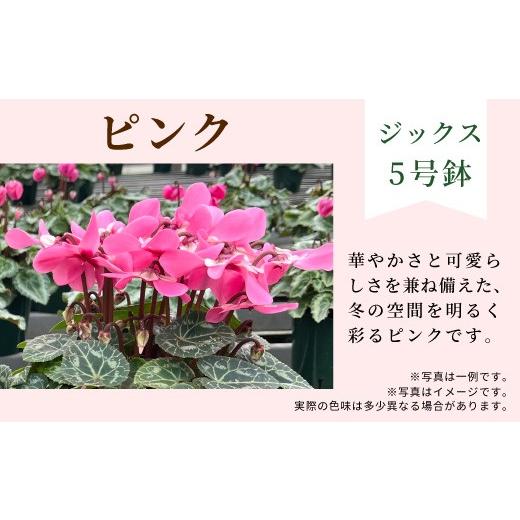 ふるさと納税 雑貨・日用品 花 愛知県 設楽町 カラー:ピンク 農林水産大臣賞受賞 愛知県産 シクラメン 5号鉢 ジックス 花 プレゼント 贈り物 鉢花 鉢 ガー…