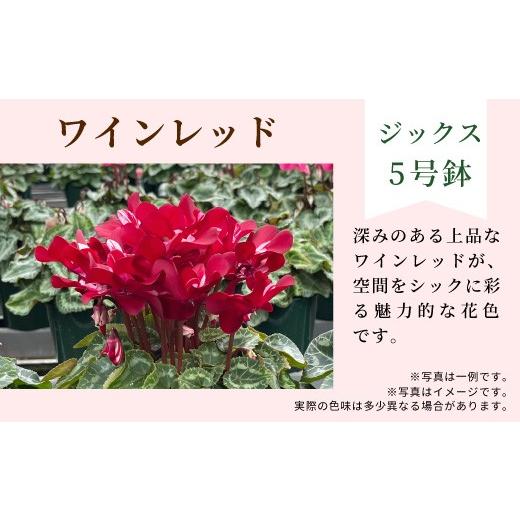 ふるさと納税 雑貨・日用品 花 愛知県 設楽町 カラー:ワインレッド 農林水産大臣賞受賞 愛知県産 シクラメン 5号鉢 ジックス 花 プレゼント 贈り物 鉢花 鉢…