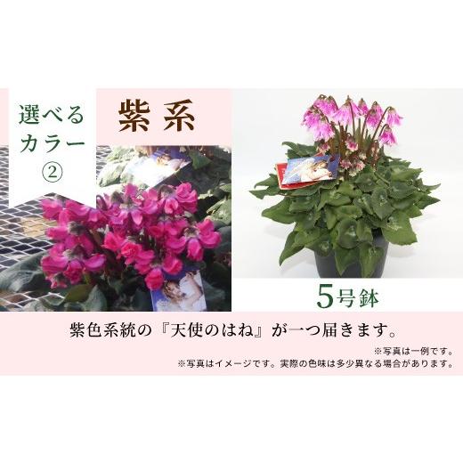ふるさと納税 雑貨・日用品 花 愛知県 設楽町 カラー:紫系 希少 天使のはね シクラメン 5号鉢 天使のはね 農林水産大臣賞受賞歴あり 花 白 紫 プレゼント …