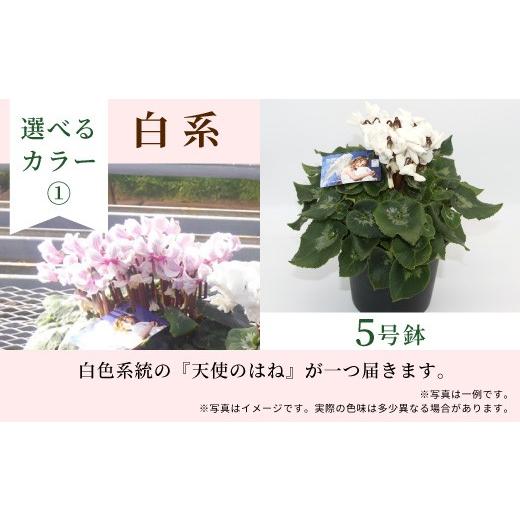ふるさと納税 雑貨・日用品 花 愛知県 設楽町 カラー:白系 希少 天使のはね シクラメン 5号鉢 天使のはね 農林水産大臣賞受賞歴あり 花 白 紫 プレゼント …