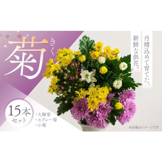 ふるさと納税 雑貨・日用品 花 佐賀県 江北町 菊 15本セット 柴田花園 菊 生花 花