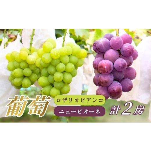 ふるさと納税 果物類 ぶどう 京都府 井手町 ぶどう 2房 食べ比べセット 先行予約 2026年9月発送予定 葡萄 ブドウ 京都産ぶどう ニューピオーネ ロザリオビアン…