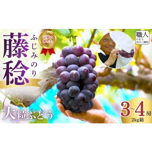 ふるさと納税 ぶどう 山梨県 市川三郷町 クール便発送 藤稔(ふじみのり) 2026年発送 山梨 2kg箱 (3〜4房) ないとうぶどうファーム | ぶどう ブドウ 葡萄 山…
