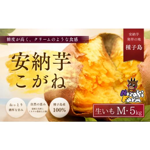 ふるさと納税 野菜類 サツマイモ 鹿児島県 西之表市 先行予約 種子島 野?ファーム 安納いも ( こがね ) M サイズ 5kg NFN657 300pt // 安納芋 本場 糖度 …