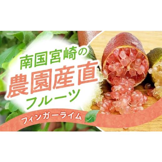 ふるさと納税 果物類 宮崎県 宮崎市 [2026年9月〜2027年2月発送先行予約] 数量・期間限定 南国宮崎の農園産直 フィンガーライム100g_M342-009 24,000円 フ…