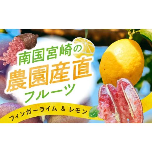 ふるさと納税 果物類 宮崎県 宮崎市 [2026年9月〜2027年2月発送先行予約] 数量・期間限定 南国宮崎の農園産直セット レモン4.5kg・フィンガーライム100g_M34…