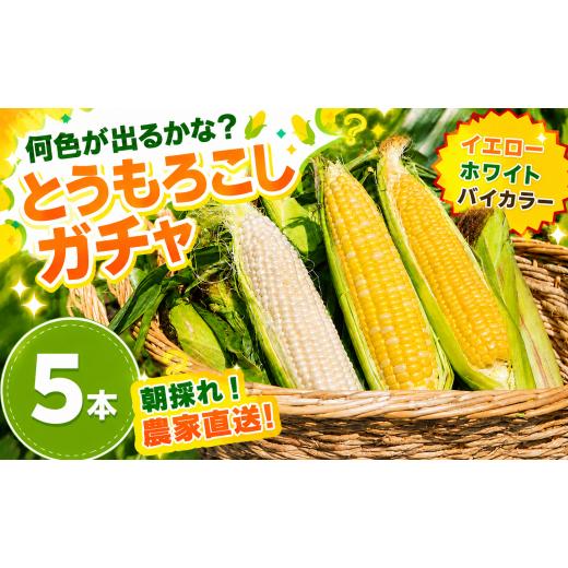 ふるさと納税 とうもろこし 高知県 南国市 先行予約 2026年11月~順次発送 秋採れ 南国フルーツコーンガチャ 5本 ( イエロー 、 ホワイト 、 バイカラー から…