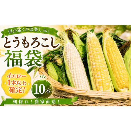 ふるさと納税 とうもろこし 高知県 南国市 先行予約 2026年11月~順次発送 秋採れ 南国フルーツコーン福袋 10本 ( イエロー 、 ホワイト 、 バイカラー からラ…