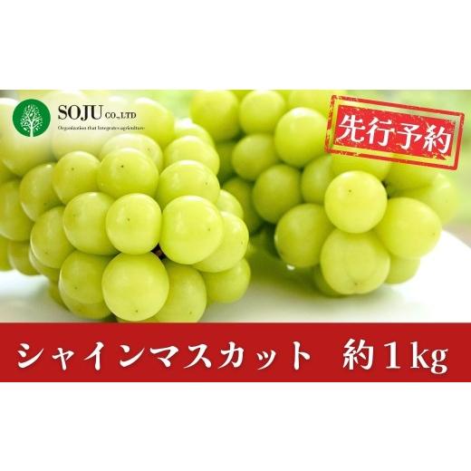 ふるさと納税 ぶどう マスカット 新潟県 三条市 先行予約 シャインマスカット 約1kg(2〜3房) 令和8年度 新潟県 三条市産 ぶどう 三条果樹専門家集団 010S946…