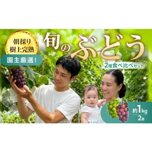 ふるさと納税 ぶどう 京都府 木津川市 朝採り樹上完熟 園主厳選 旬のぶどう2品種食べ比べセット ふるさと納税 ぶどう ブドウ 樹上完熟 朝採り 根域制限栽培 …