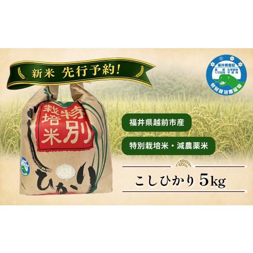 ふるさと納税 米 コシヒカリ 福井県 越前市 新米先行予約 コシヒカリ 5kg 令和8年度産 福井県越前市産 (福井県特別栽培米)