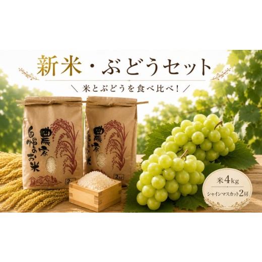 ふるさと納税 果物の詰合せ 茨城県 鉾田市 9月より順次発送 米 シャインマスカット 食べ比べ セット 新米 精米 コシヒカリ ミルキークイーン シャインマスカ…