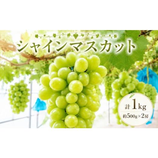 ふるさと納税 ぶどう マスカット 茨城県 鉾田市 9月より順次発送 シャインマスカット 約500g × 2房 計1kg 鉾田市産シャインマスカット マスカット しゃいん…