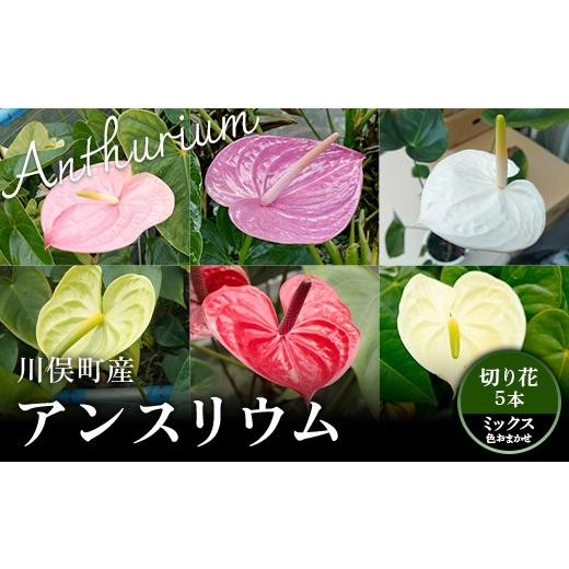 ふるさと納税 雑貨・日用品 花 福島県 川俣町 川俣町産 アンスリウム ミックス 福島県 ハウス 栽培 インテリア 自然 植物 花 切り花 FAF-0234 ミックス