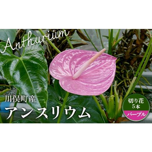 ふるさと納税 雑貨・日用品 花 福島県 川俣町 川俣町産 アンスリウム パープル 福島県 ハウス 栽培 インテリア 自然 植物 花 切り花 FAF-0236 パープル