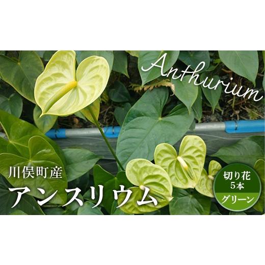ふるさと納税 雑貨・日用品 花 福島県 川俣町 川俣町産 アンスリウム グリーン 福島県 ハウス 栽培 インテリア 自然 植物 花 切り花 FAF-0238 グリーン
