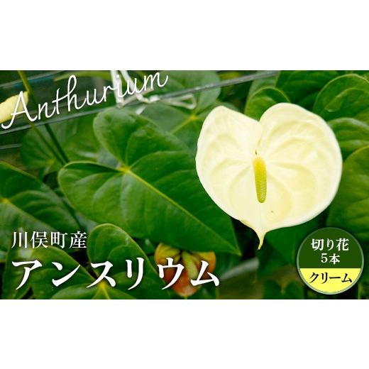ふるさと納税 雑貨・日用品 花 福島県 川俣町 川俣町産 アンスリウム クリーム 福島県 ハウス 栽培 インテリア 自然 植物 花 切り花 FAF-0240 クリーム
