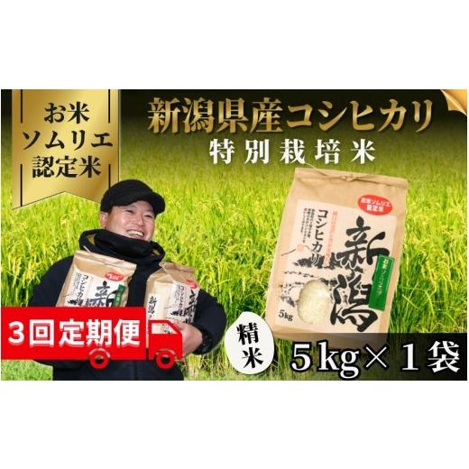 ふるさと納税 米 コシヒカリ 新潟県 五泉市 先行予約 令和8年産 [3回定期便] お米ソムリエのお米 特別栽培米コシヒカリ 精米 5kg(5kg×1袋) 新潟県 五泉…