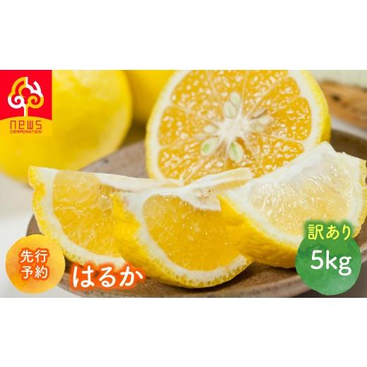 ふるさと納税 果物類 みかん 愛媛県 伊方町 先行予約 訳あり はるか5kg(2027年1月下旬より順次発送) ふるさと納税 人気 おすすめ ランキング はるか みかん…