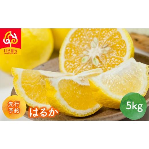 ふるさと納税 果物類 みかん 愛媛県 伊方町 先行予約 はるか5kg(2027年1月下旬より順次発送) ふるさと納税 人気 おすすめ ランキング はるか みかん ミカン…