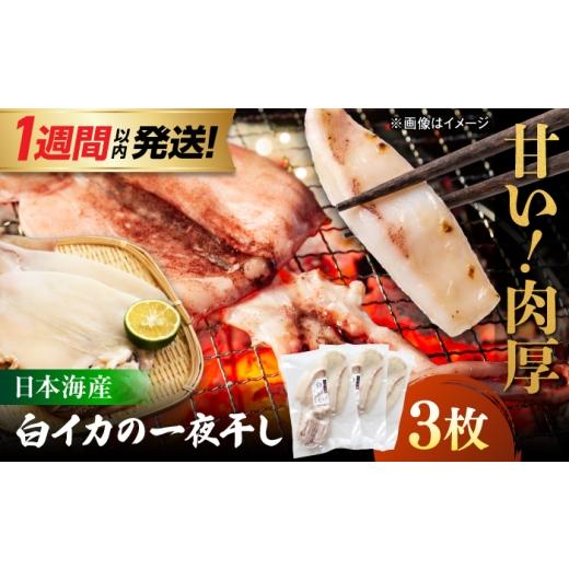 ふるさと納税 イカ 島根県 松江市 1週間以内発送 白イカ 一夜干し 3枚セット 島根県松江市/有限会社ヤマヲ水産 |冷凍 おつまみ 国産 海鮮 イカ いか 干物 A…