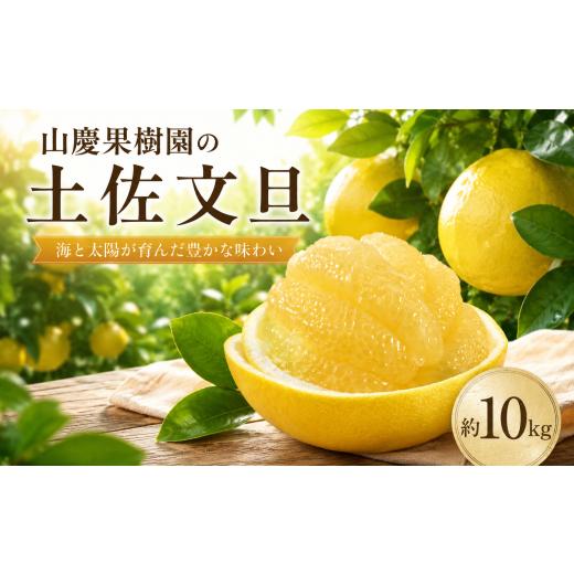 ふるさと納税 果物類 みかん 高知県 宿毛市 山慶果樹園の土佐文旦10kg(家庭用) 家庭用 約10kg (16,000円)