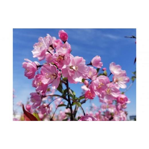 ふるさと納税 花・苗木 三重県 鈴鹿市 春を知らせる一重咲きの綺麗な花 ハナカイドウ