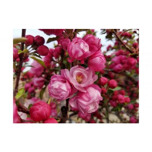 ふるさと納税 花・苗木 三重県 鈴鹿市 お花の綺麗な庭木をあなたのお庭へ 八重咲きハナカイドウ
