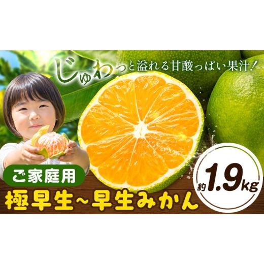 ふるさと納税 果物類 みかん 徳島県 佐那河内村 みかん 訳あり 極早生 早生 ご家庭用 サイズ不選別 約1.9kg[11月上旬-12月初旬頃出荷]徳島県 佐那河内村 わ…