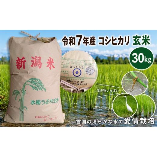 ふるさと納税 玄米 新潟県 上越市 数量限定 令和7年産 新潟県上越市産 玄米 コシヒカリ 30kg 愛情栽培 アフコ・秋山農場のPB米