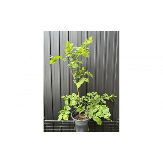 ふるさと納税 雑貨・日用品 苗木 三重県 鈴鹿市 サザンハイブッシュ系ブルーベリー 品種シャープブルー プラス樹