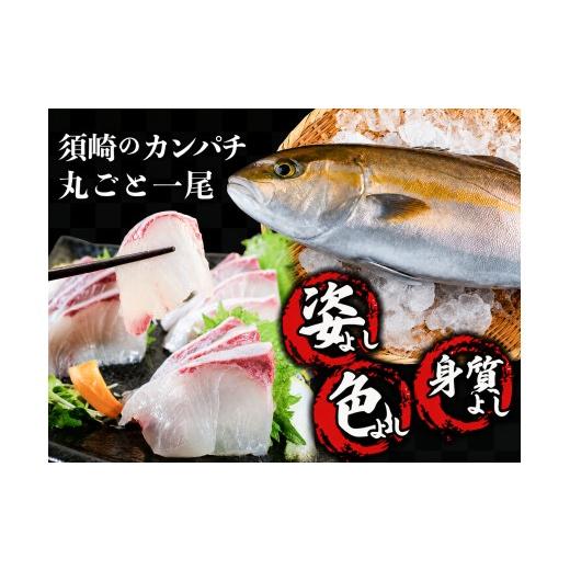 ふるさと納税 旬の鮮魚等 高知県 須崎市 カンパチ丸ごと1本 新鮮 高知県産 勘八 かんぱち 刺身 さしみ タタキ 切り身 お刺身用 養殖 活け締め 冷凍 海の幸 海…