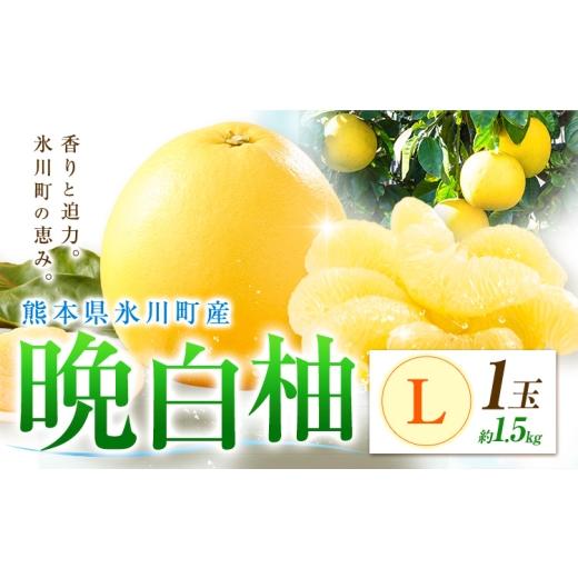ふるさと納税 みかん・柑橘類 熊本県 氷川町 柑橘 晩白柚 L 1玉 1.5kg 日本フルーツ株式会社[12月上旬-2月末頃出荷]熊本県 氷川町 ばんぺいゆ 果物 フルーツ…