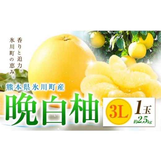 ふるさと納税 みかん・柑橘類 熊本県 氷川町 柑橘 晩白柚 3L 1玉 2.5kg 日本フルーツ株式会社[12月上旬-2月末頃出荷]熊本県 氷川町 ばんぺいゆ 果物 フルー…