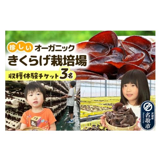 ふるさと納税 宿泊券 旅館・民宿 宮城県 名取市 珍しいオーガニックきくらげ栽培場 収穫体験×3名様 簡易書留 体験 見学 オーガニック 有機栽培 国産 収穫体験…