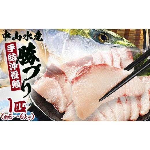 ふるさと納税 旬の鮮魚等 高知県 香南市 ブリ 鰤 1本 [5〜6kg] ぶりフィレ たたき ぶりしゃぶ ブリカマ ブリ 一本 鰤 - ぶり ブリ 刺し身 カマ 切り身 ぶり…