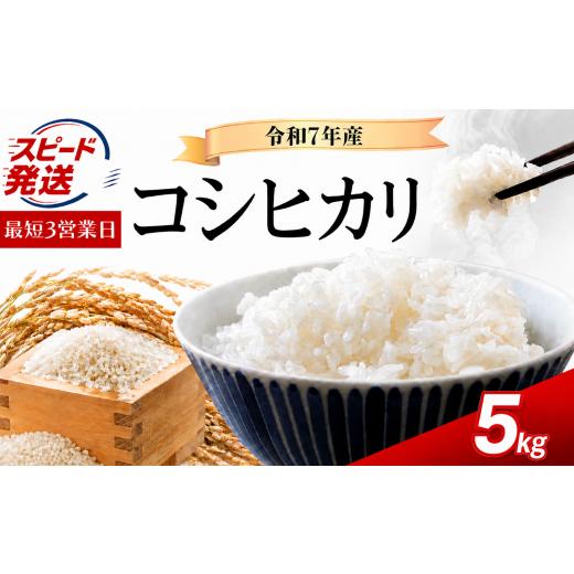 ふるさと納税 米 コシヒカリ 茨城県 筑西市 スピード発送 コシヒカリ 5kg 令和7年産 お米 最短3営業日発送 白米 精米 ブランド米 令和7年産 米 お米 ライス オ…