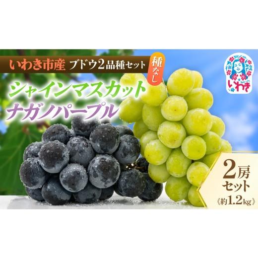 ふるさと納税 ぶどう マスカット 福島県 いわき市 先行予約 いわき市産 ブドウ 2品種 セット | いわき ぶどう 葡萄 国 産ぶどう fruit フルーツ 旬 果物 2品 …