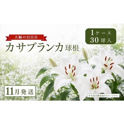 ふるさと納税 花・苗木 新潟県 津南町 11月発送 カサブランカ球根 計30個 (30個入×1ケース) | 大輪 ユリ 百合 春植え ガーデニング 園芸 花