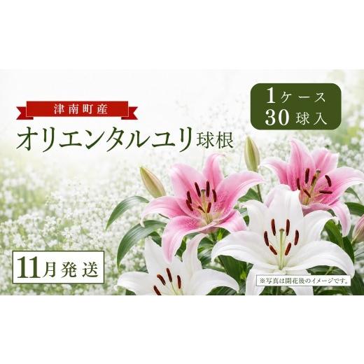 ふるさと納税 花・苗木 新潟県 津南町 11月発送 オリエンタルユリ球根 計30個 (30個入×1ケース) | 大輪 ユリ 百合 春植え ガーデニング 園芸 花