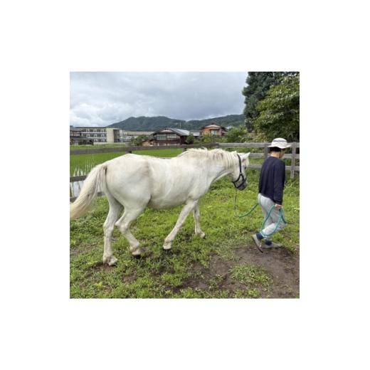 ふるさと納税 体験チケット 京都府 与謝野町 馬の暮らし体験(ホースセラピー)馬と触れあい散歩する1時間コース 1名様 京都府与謝野町 1758581