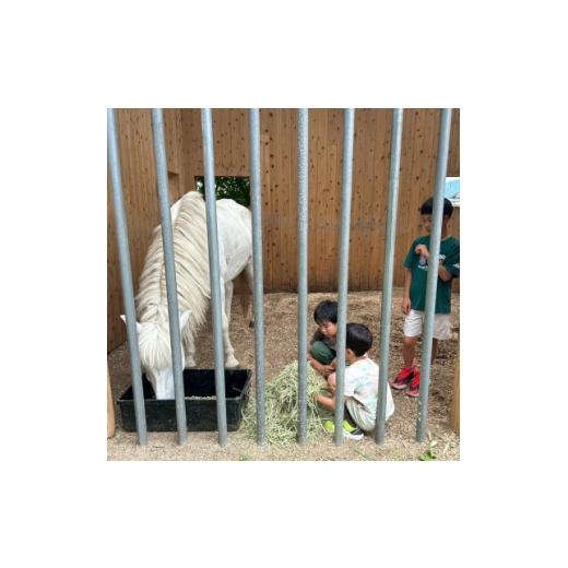 ふるさと納税 体験チケット 京都府 与謝野町 与謝野町 馬と暮らすセラピー体験 馬と触れ合う30分コース 1758586